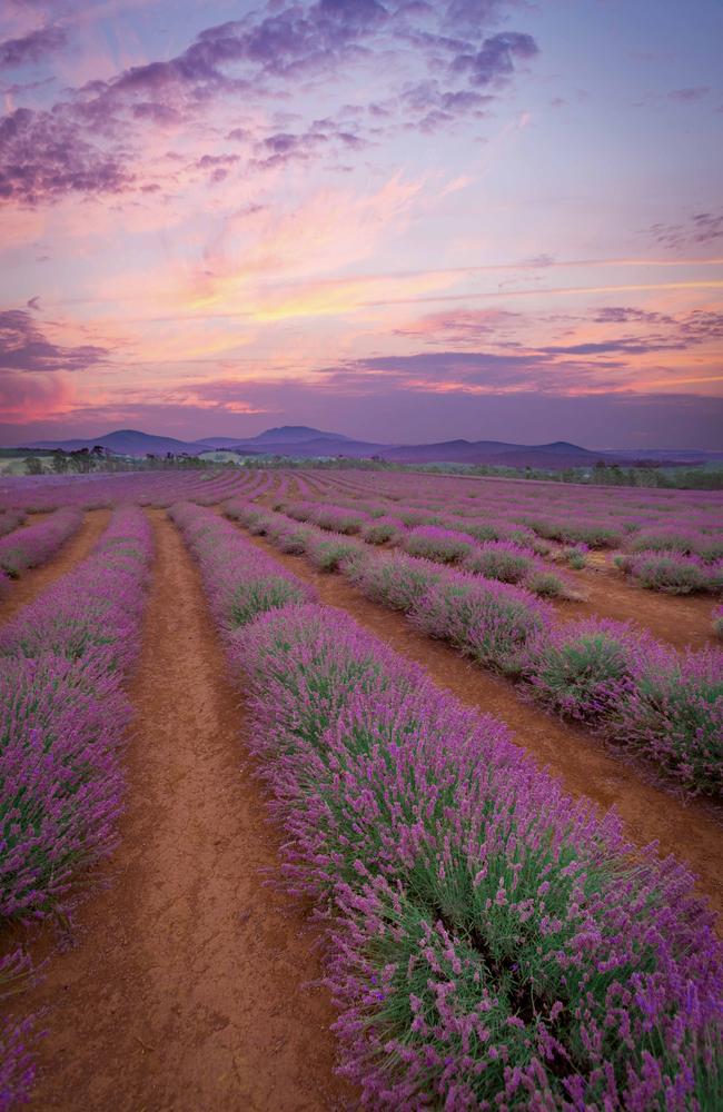 Stunning lavender fields seen in Tasmania. Picture: Jane Churchill/News.com.au Photo of the Week