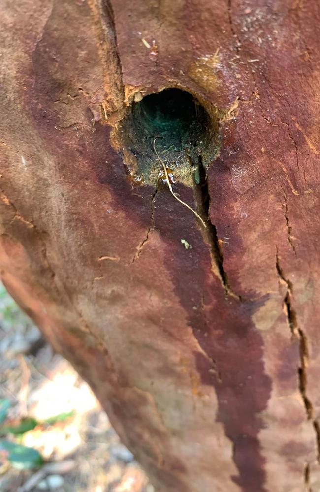 Poison, possibly a high potency weed killer, was poured into this drill hole made in a mature gum tree in Weekes Road Reserve at Clontarf. Picture: Sarina Tomchin