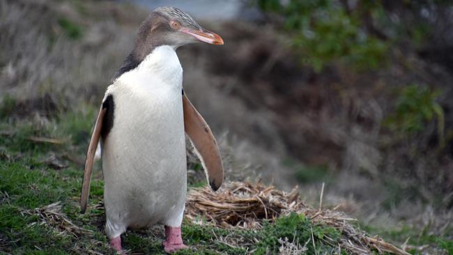 Yellow-eyed penguins at a reserve near Moeraki. They are among the rarest species of penguin in the world.