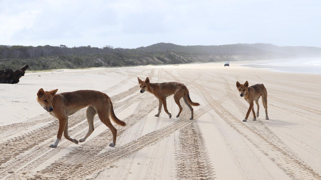 Dingoes near Waddy Point. Picture: File photo