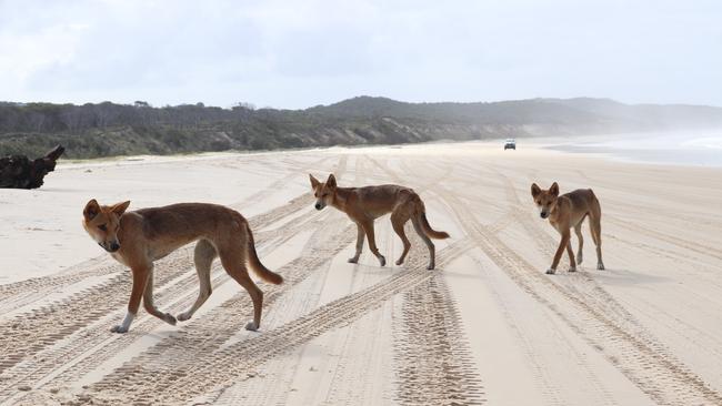 Dingoes near Waddy Point. Picture: File photo