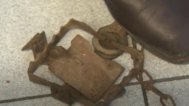 A Rosewater couple allege their neighbour trapped their cat (Luna) in an illegal jaw trap. Picture: Nine News