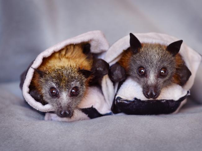 Grey-headed flying foxes Indigo and Teal are survivors from last week’s heatwave. Picture: Nicki Connolly