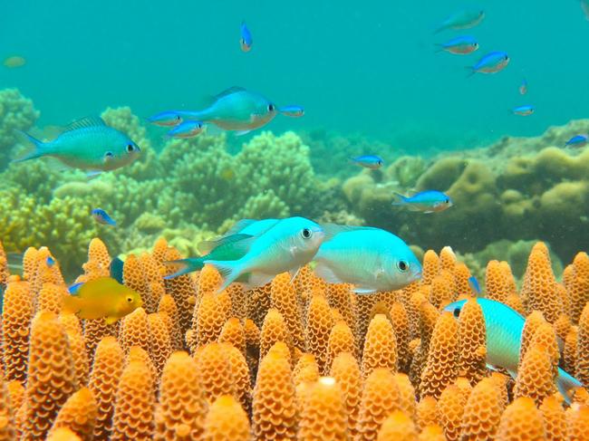 A handout photo received from the ARC Centre of Excellence for Coral Reef Studies at James Cook University shows blue-green chromis on the Great Barrier Reef near Lizard Island in Queensland. Coral reef fish are more likely to make risky decisions, including being unable to identify friend from foe, if they swim in waters contaminated with petroleum-based oil, Australian researchers said on July 19, 2017. / AFP PHOTO / ARC Centre of Excellence for Coral Reef Studies at James Cook University / JODIE RUMMER / ----EDITORS NOTE ----RESTRICTED TO EDITORIAL USE MANDATORY CREDIT " AFP PHOTO / Jodie RUMMER / ARC Centre of Excellence for Coral Reef Studies at James Cook University" NO MARKETING NO ADVERTISING CAMPAIGNS - DISTRIBUTED AS A SERVICE TO CLIENTS - NO ARCHIVES /