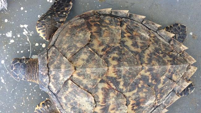 A turtle caught in NSW Shark nets. Turle deaths have more than doubled from six last year to 11 this year.