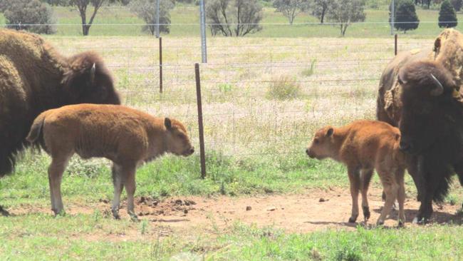 The two bison calves which will soon arrive.