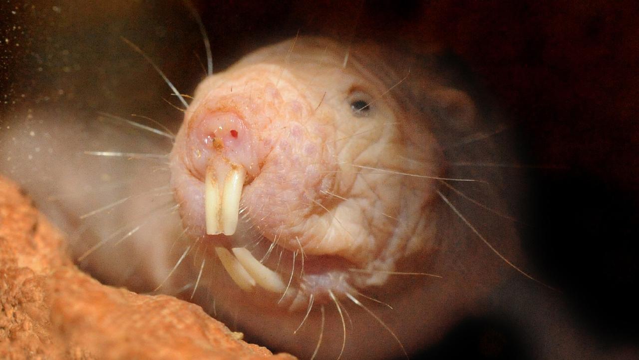 Naked mole rat genome: The key to long life?