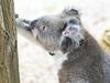 Koalas return home after East Gippsland bushfires