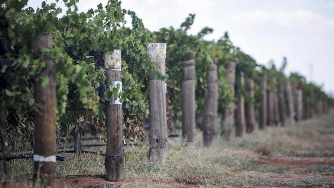 The Casella family is pivoting to a new capital-light and asset-light strategy, where most of its vineyards will be owned and operated by a third party. Picture: Vince Bucello