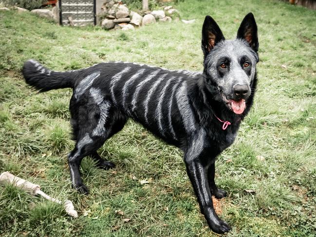 Nixe the originalm skeleton dog. “The paint is hypoallergenic, non-toxic, organic, mineral, vegetable, water based and does not harm the dogs. Nixe loves getting painted. Her tail is ther hardest to do as she constantly wags it.