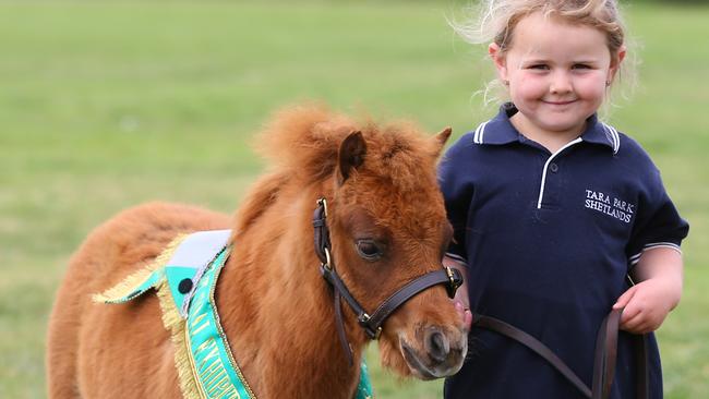 Pony power on parade at 50th annual Australian Pony Stud Book Society ...