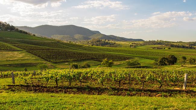 Tyrrell's Old Patch Vineyard in the Hunter Valley.