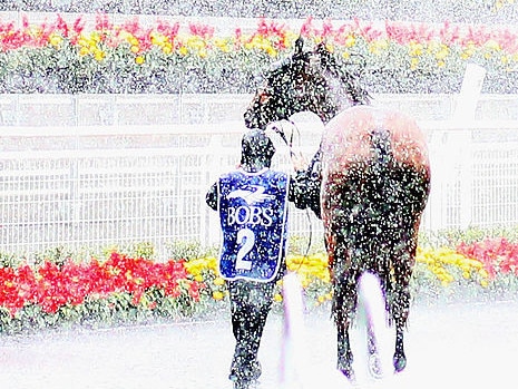 SYDNEY, AUSTRALIA - APRIL 20:  Horses parade in heavy rain before Race 1 The Newgate Farm Handicap during Doncaster Day at Royal Randwick Racecourse on April 20, 2013 in Sydney, Australia.  (Photo by Ryan Pierse/Getty Images)