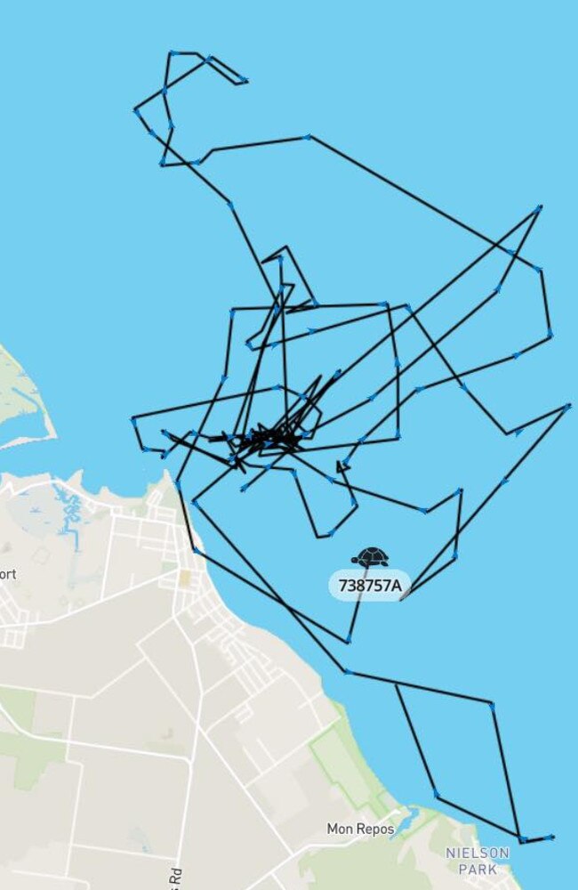 Data from the tracking devices shows them moving offshore Burnett Heads and making use of deeper waters in the mouth of the Burnett River.