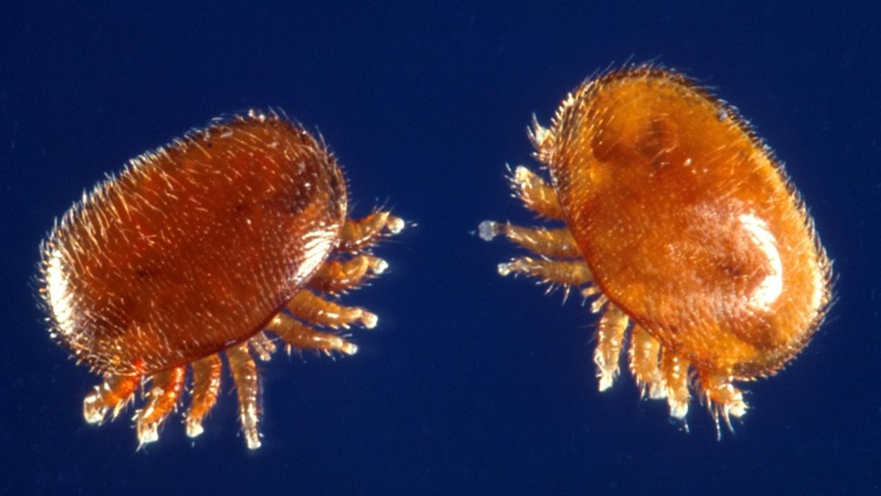 Close-up of Varroa jacobsoni – the mite found in Asian honey bee nests in Townsville, Queensland.