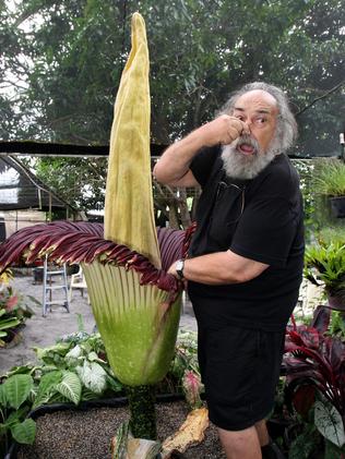 Peeee-uw: John Catlan at his Jacobs Well home with a corpse plant flowering in his backyard. Picture: Campbell Scott.