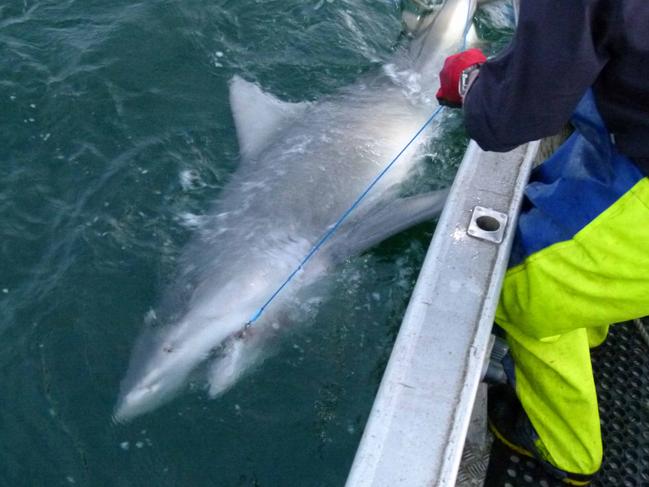 This is a Bull Shark found in Sydney Harbour in 2012 Picture: Supplied