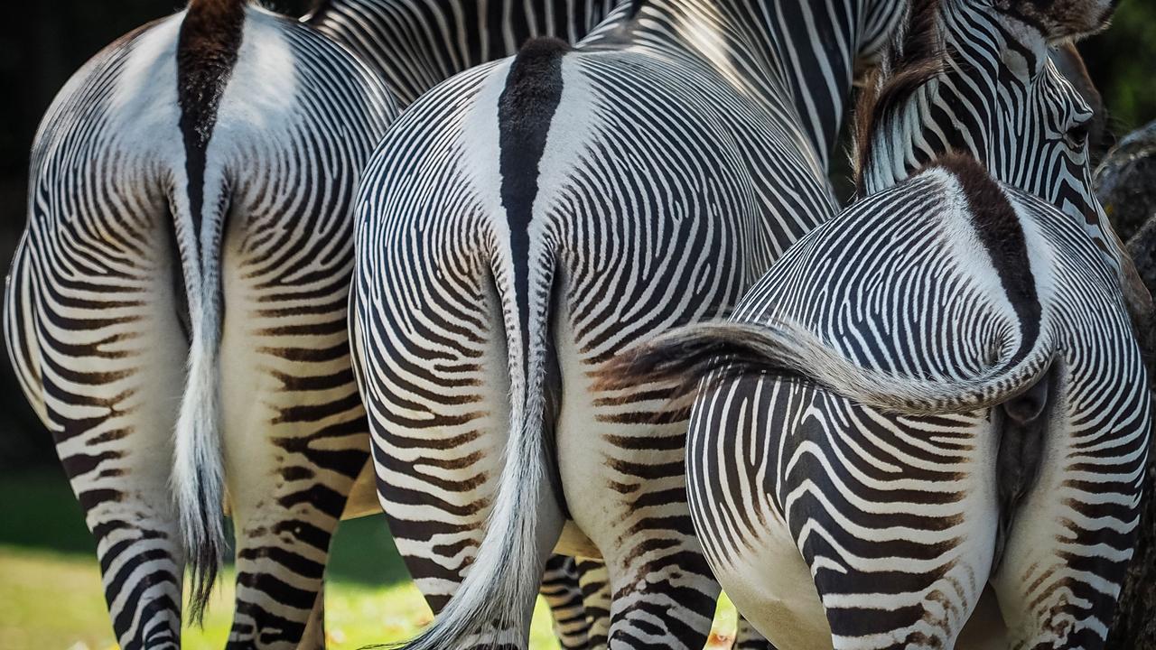 Freckled, spotted zebra foal seen in Maasai Mara National Reserve, Kenya