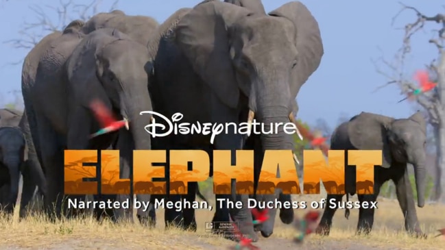 Trailer: Disneynature’s Elephant & Dolphin Reef