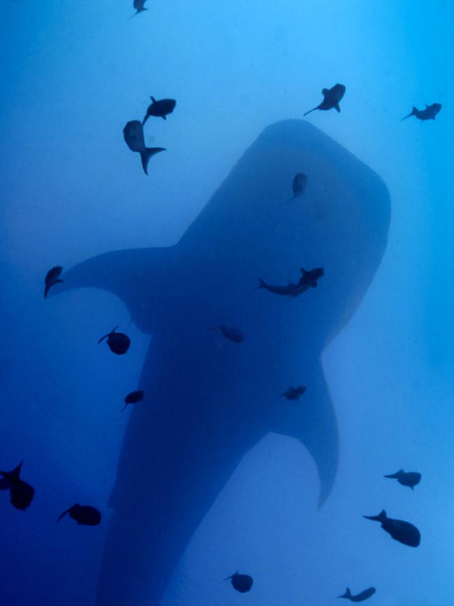 A whale shark in the Galapagos Islands, Ecuador.