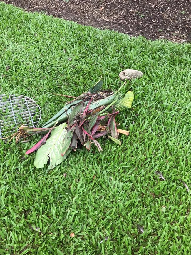 The injured peahen was left to die under a pile of leaves at Sugar World on Sunday. Picture: Jennifer Eastwood