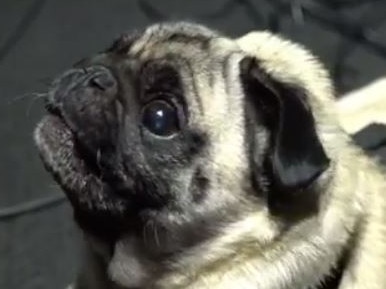 The developers behind the popular Halo video game franchise have revealed a pug named Gyoza is lending its voice to the guttural growls of enemies in the game. Source: Instagram/Halo