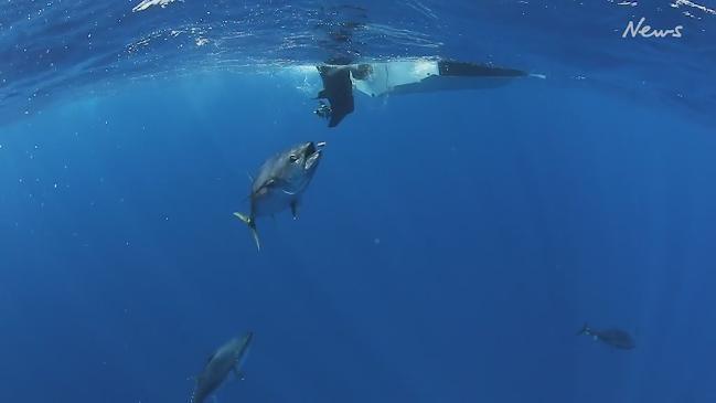 Gone Fishing with Al McGlashan: Catch and Tagging a Massive Blue Fin