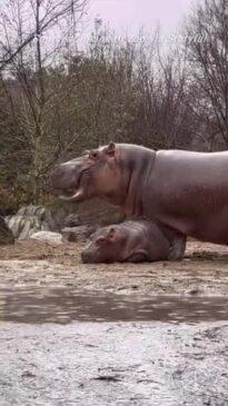 Baby hippo enjoys rainy day at Cincinnati Zoo