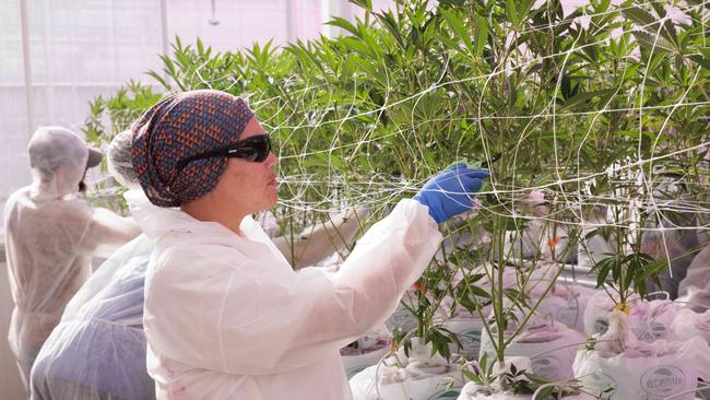 Medicinal cannabis producer Tasmanian Botanics has become a major local employer, with 150 staff, and it sponsors a football team. Picture: Peter Mathew