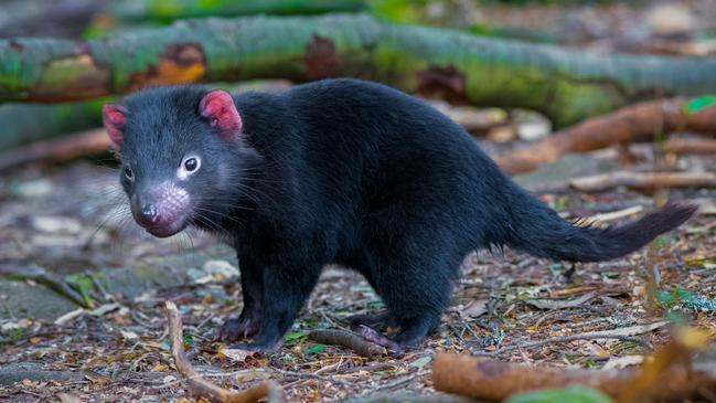 Tasmanian devil. Picture: Satheesh Rajh Rajagopalan