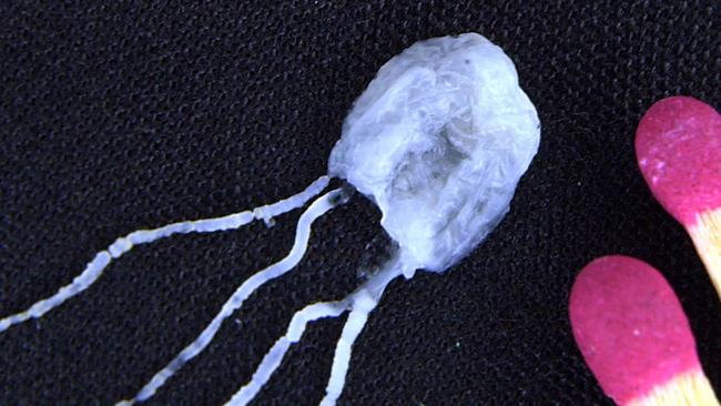 A tiny but fully grown deadly Irukandji jellyfish lies next to match sticks for size comparison.