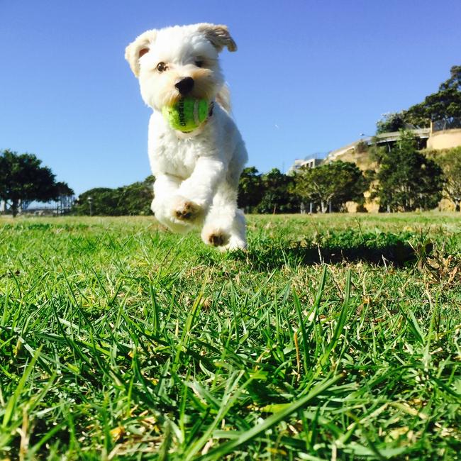 Teddy bounding for joy.