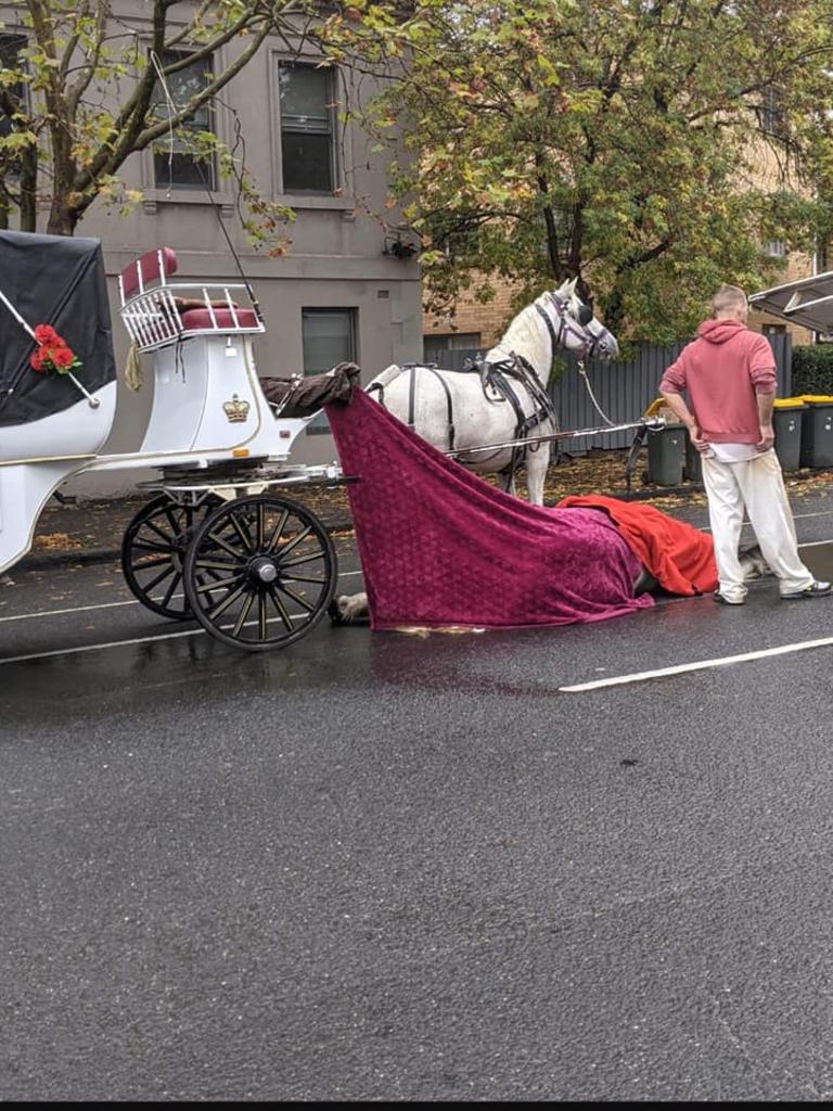 A horse pulling a carriage collapsed and died in North Melbourne in March. Supplied