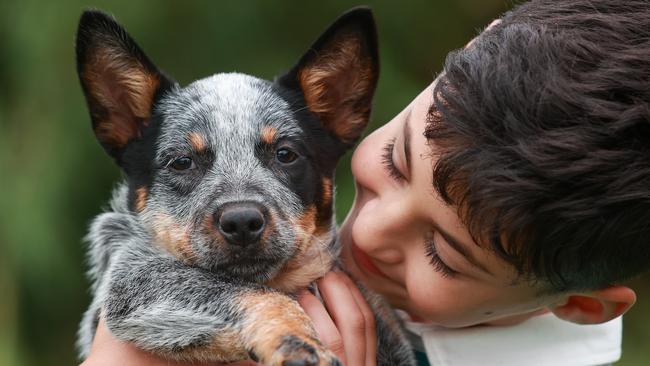 With a squishy nose, big pointy ears and plenty of puppy mischief, is 9-week-old Jesse NSW’s cutest dog? Picture: Justin Lloyd