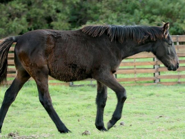 Zander has a new home in a Warriewood paddock. Picture: Troy Snook