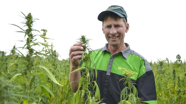 Multi-use: Mike Nagorcka, of Waltanna Farms, Strathkeller, is about to start harvesting his second hemp crop. Picture: Dannika Bonser