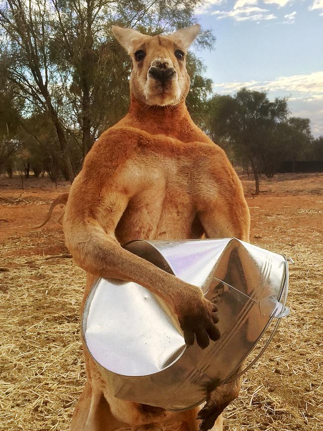 One of the most famous images of Roger the big red alpha male kangaroo in Alice Springs.