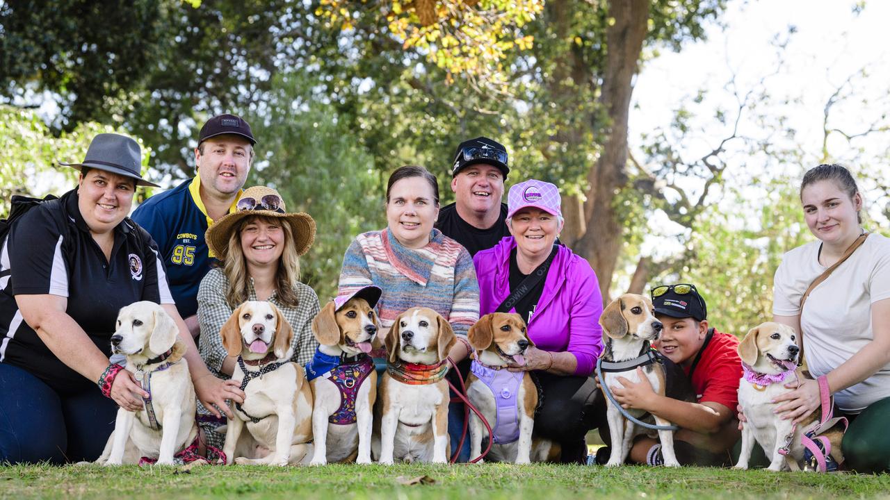 Toowoomba Beagles Club members (from left) Jennifer Murray, Jared Purcell, Liz Moran, Kylie Wright, Brett Washington, Michelle Washington, Braxton Davey and Jacinta Langston with their beagles (from left) Willow, Clover, Hazel, Bundy, Miss Gracie, Nelson and Milly at the Million Paws Walk in Queens Park, Sunday, May 25, 2025. Picture: Kevin Farmer