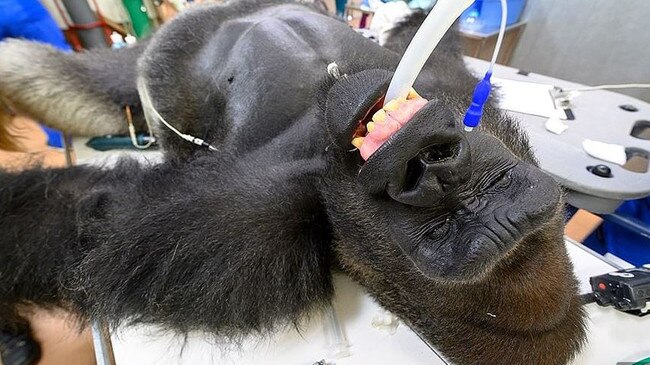 Shango the gorilla is tested for coronavirus. Picture: Zoo Miami