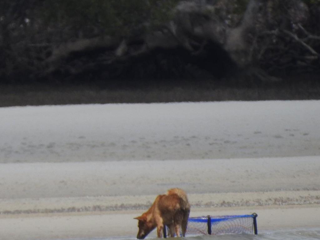 The dingo investigates the crab pot.