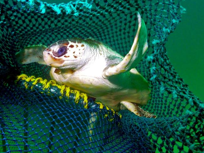 Turtle Excluder Devices have had a dramatic impact on the number of the animals caught in nets, the FDRC says. Picture: CSIRO