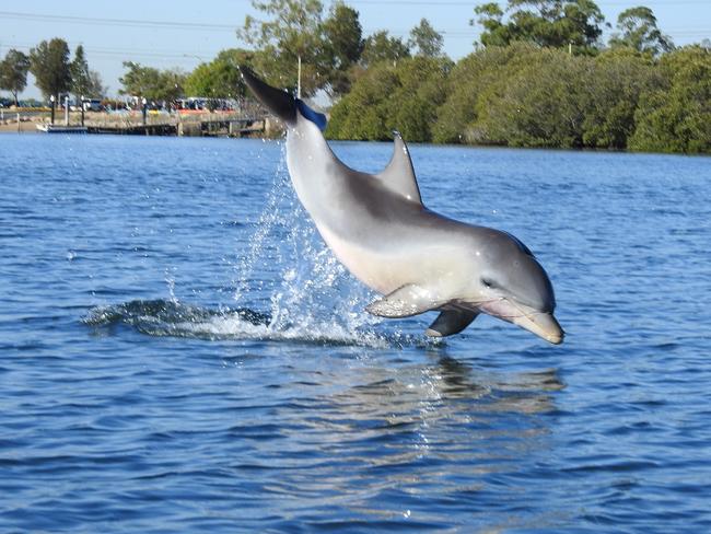 Mimo, a Port River dolphin, that was severely entangled in heavy fishing line in 2019. Picture: Jenni Wyrsta