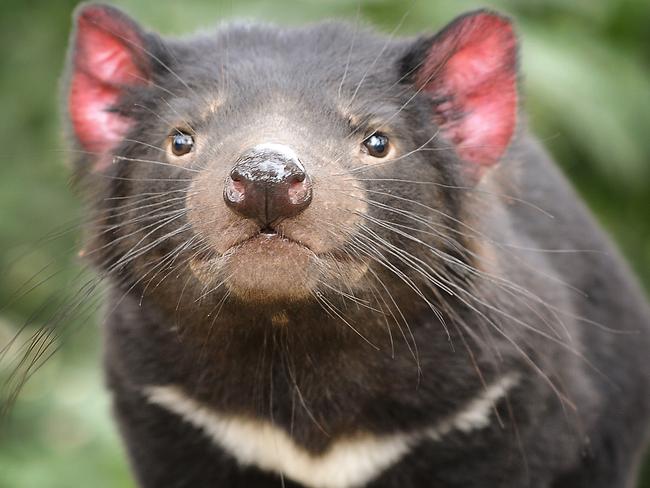 A healthy Tasmanian devil