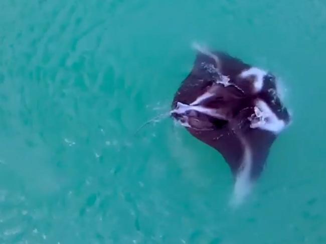 Manta ray swimming off the coast of Darwin. Picture: Dean Lucas