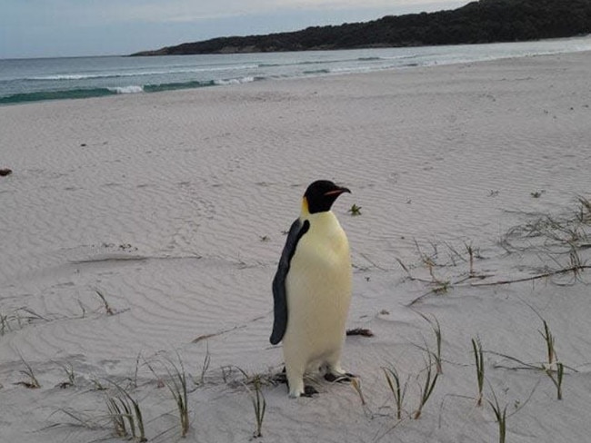 An emperor penguin has been found in Denmark, Western Australia, the furthest north the species has ever been recorded. Picture: Miles Brotherson/DBCA, (Department of Biodiversity, Conservation and Attractions)