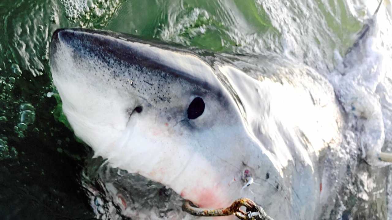 100 white sharks tagged by DPI | Daily Telegraph