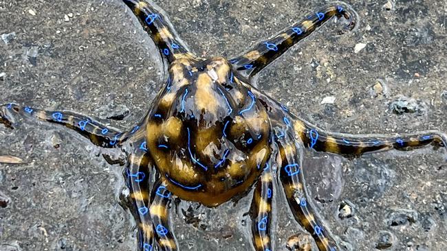 The octopuses only show their blue rings when they feel threatened, it's a warning sign that they may bite. Picture: Jesse Donnison