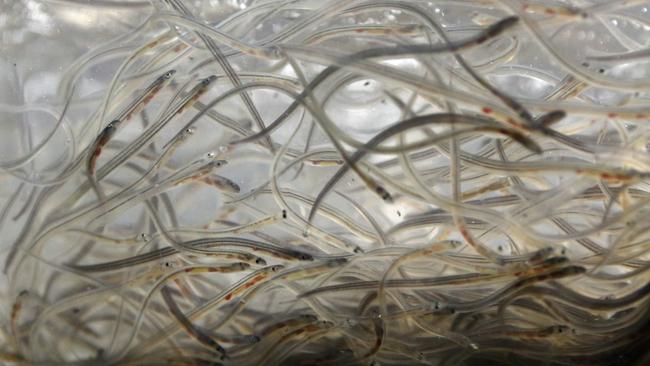 FILE - In this May 19, 2015, file photo, baby eels, known as elvers, swim in a plastic bag at a buyer's holding facility in Portland, Maine. Maine is implementing a new lottery system for licenses to fish for baby eels, which are worth more than $1,000 per pound on the worldwide sushi market. The Legislature approved a permit lottery system last month. (AP Photo/Robert F. Bukaty, File)