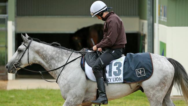 Mallyon will ride Grey Lion in the Geelong Cup. Picture: Mark Stewart