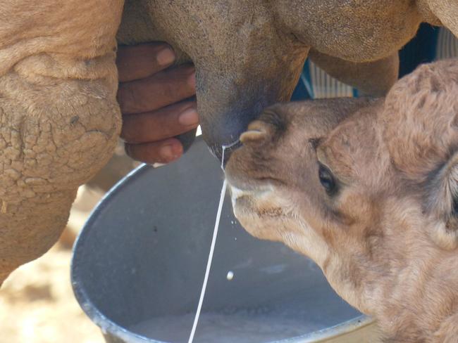 Pete Evans has suggested breastfeeding mothers could give camel milk to their infants.